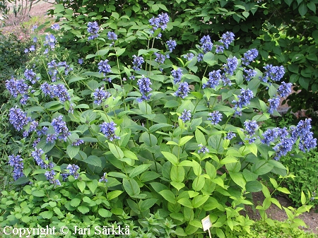 Komeakissanminttu - skuggnepeta - Nepeta subsessilis